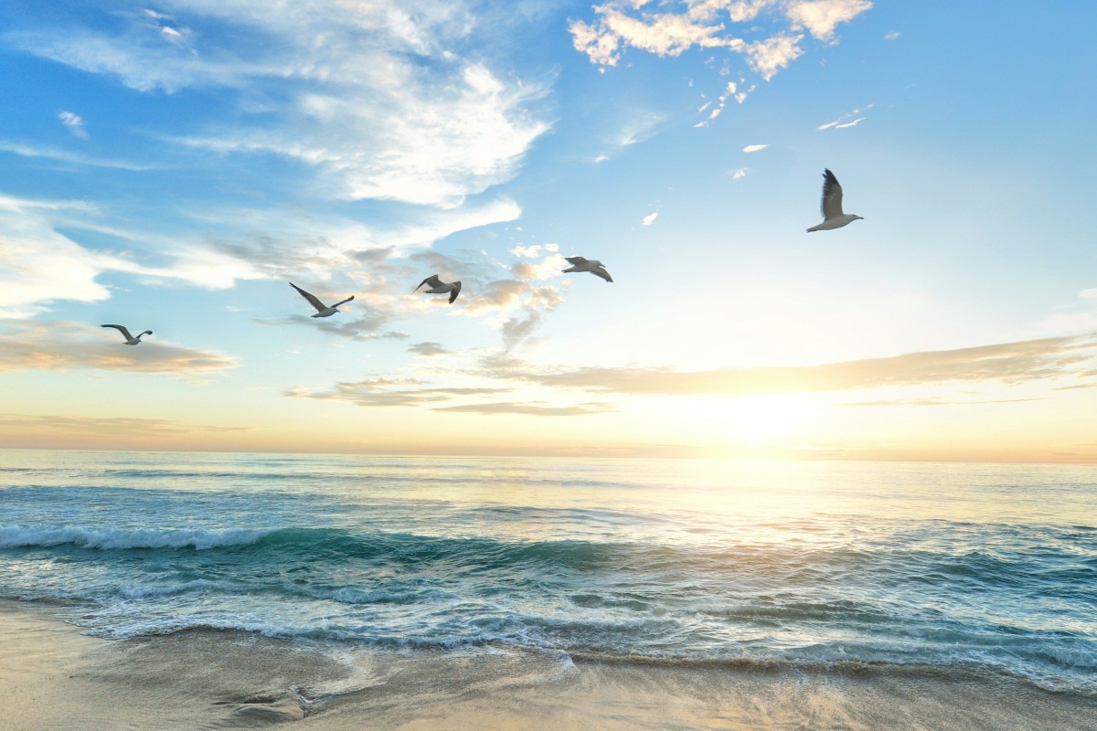 Seagulls flying peacefully over a calm sea at sunrise.